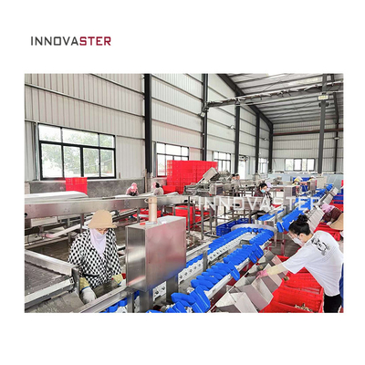 Máquina de classificação de peso automática multifuncional de transporte industrial para frutas
