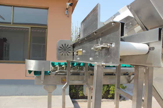 Máquina de triagem de peixe de ostra de peso rotativo de alta velocidade para processamento de carne